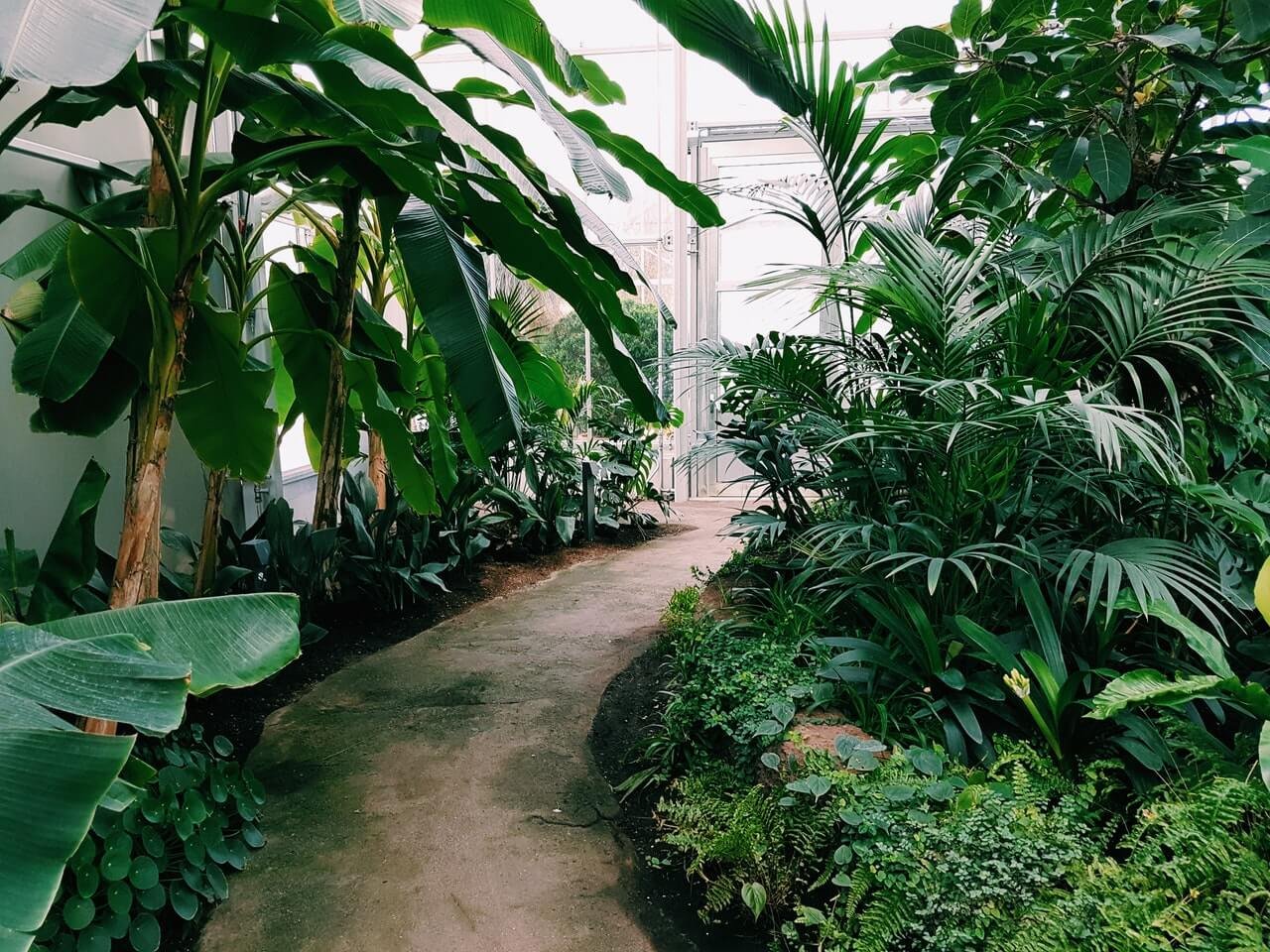 Nos Services Photography Of Pathway Surrounded By Plants 1